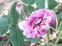 lysiane:plantes_du_jardin:roses:r0017428_red.jpg