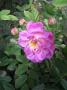 lysiane:plantes_du_jardin:roses:r0017609_red.jpg