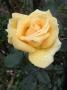 lysiane:plantes_du_jardin:roses:r0017795_red.jpg