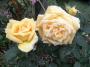 lysiane:plantes_du_jardin:roses:r0017796_red.jpg