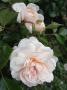 lysiane:plantes_du_jardin:roses:r0017964red.jpg