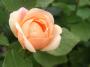 lysiane:plantes_du_jardin:roses:r0019469_red.jpg