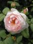 lysiane:plantes_du_jardin:roses:r0019473_red.jpg