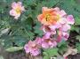 lysiane:plantes_du_jardin:roses:r0021219_red.jpg
