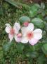 lysiane:plantes_du_jardin:roses:r0021226_red.jpg