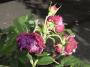 lysiane:plantes_du_jardin:roses:r0021527_red.jpg
