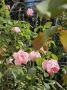 lysiane:plantes_du_jardin:roses:r0021595_red.jpg