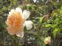 lysiane:plantes_du_jardin:roses:r0021809red.jpg