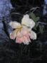 lysiane:plantes_du_jardin:roses:r0022909red.jpg