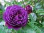 lysiane:plantes_du_jardin:roses:r0026650r.jpg