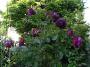 lysiane:plantes_du_jardin:roses:r0026709r.jpg
