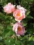 lysiane:plantes_du_jardin:roses:r0027872r.jpg