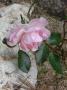 lysiane:plantes_du_jardin:roses:r0029216r.jpg