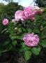 lysiane:plantes_du_jardin:roses:r0029249r.jpg