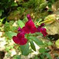p1230145_s_lemmonnii_red.jpg