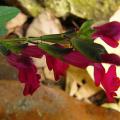 p1230149_red.jpg