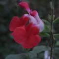 r0012843_red.jpg