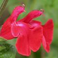 sauge_5290_red.jpg