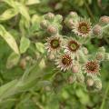 dscn2991.jpg
