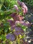 lysiane:plantes_du_jardin:sedum_-_sempervivum:p1040620r.jpg