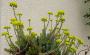 lysiane:plantes_du_jardin:sedum_-_sempervivum:p1070574a.jpg
