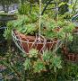 lysiane:plantes_du_jardin:sedum_-_sempervivum:p1090778.jpg