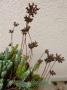 lysiane:plantes_du_jardin:sedum_-_sempervivum:p1090818.jpg