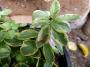 lysiane:plantes_du_jardin:sedum_-_sempervivum:p1090930.jpg