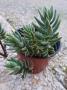 lysiane:plantes_du_jardin:sedum_-_sempervivum:p1100228.jpg
