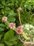 lysiane:plantes_du_jardin:sedum_-_sempervivum:p1130347.jpg