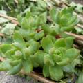 p1150266.s_lucidum_obesum.jpg