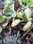 lysiane:plantes_du_jardin:sedum_-_sempervivum:p1210042.jpg