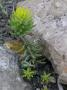 lysiane:plantes_du_jardin:sedum_-_sempervivum:r0021435_red.jpg