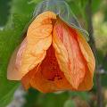 abutilon_8413.jpg