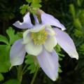 ancolie_0056.jpg