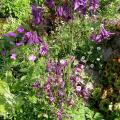 ancolie_0063.jpg