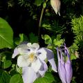 ancolie_0243.jpg