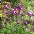 ancolie_0632.jpg
