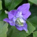ancolie_0800.jpg