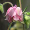 ancolie_0808.jpg