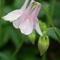 ancolie_5170.jpg