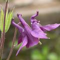 ancolie_5308.jpg
