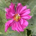 anemone_2438.jpg