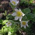anemone_pulsatille_4479.jpg