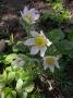lysiane:plantes_du_jardin:vivaces:anemone_pulsatille_4479.jpg