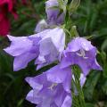 campanule_047.jpg