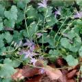 campanule_muralis.jpg