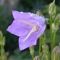 campanule_pers_5612.jpg