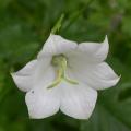 campanule_persicifolia_7801.jpg