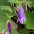 campanule_sarastro_3033.jpg